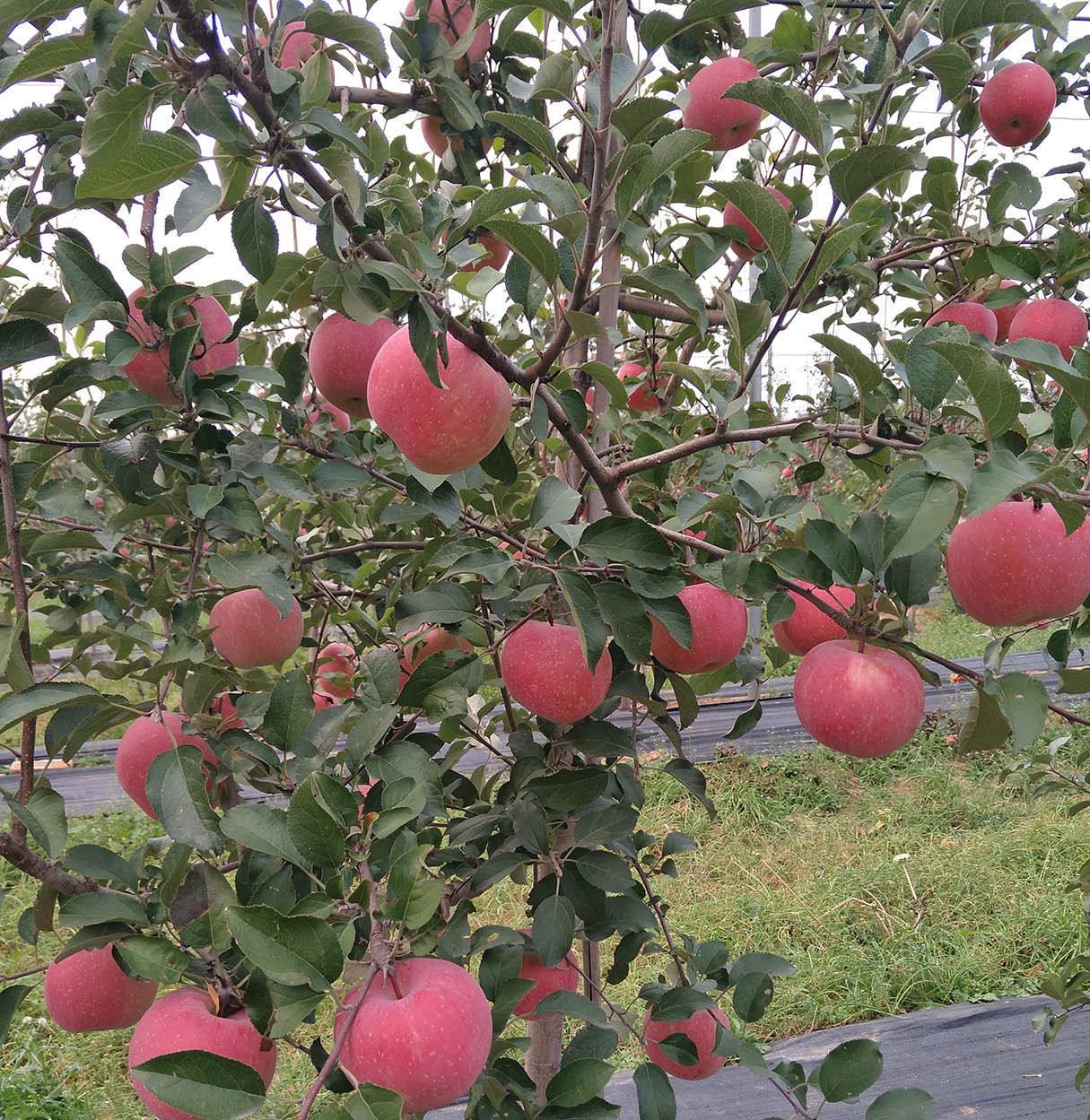 苹果的种植很普遍,但科学的管理技术,可以提高苹果的产量!