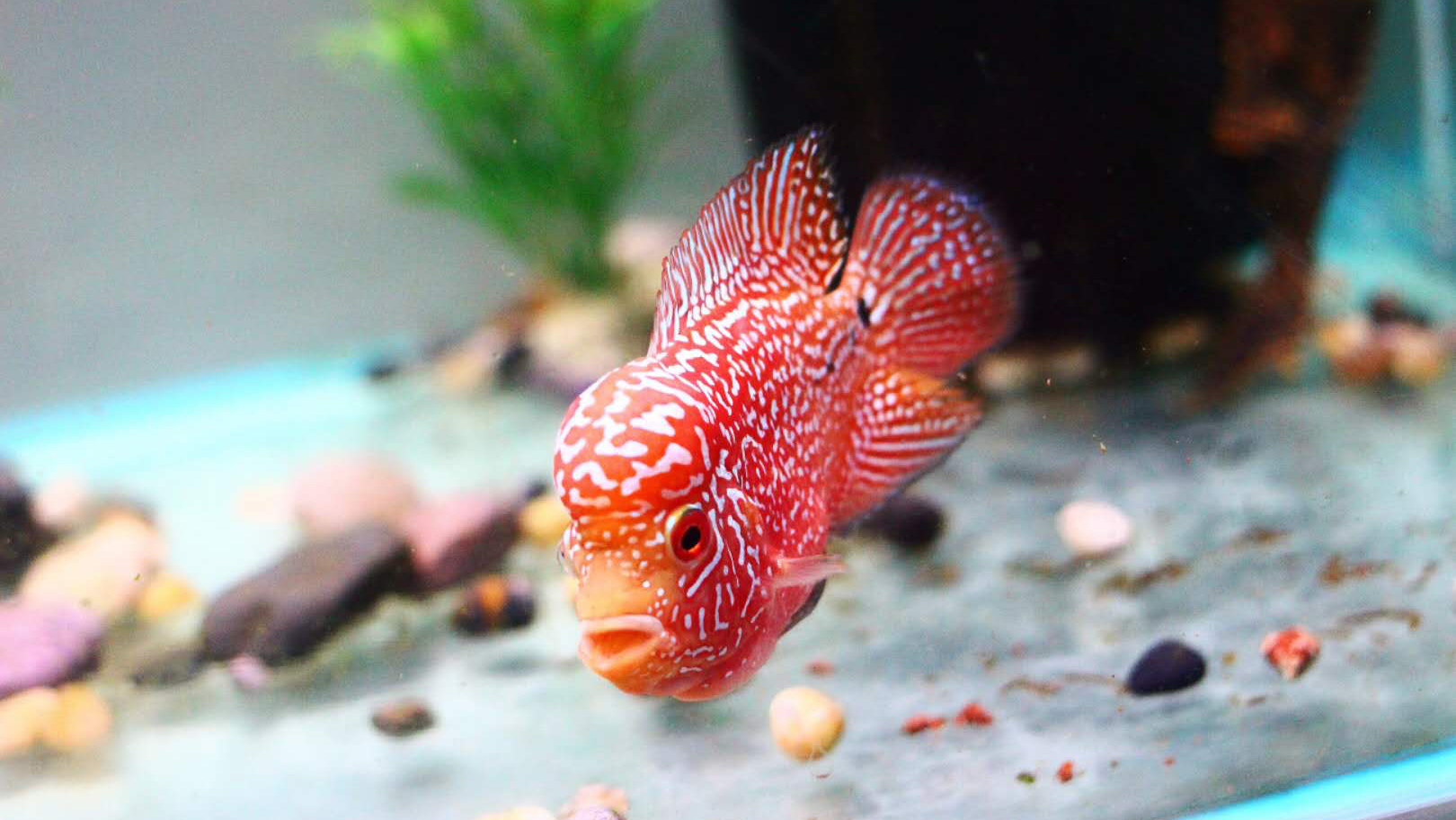 帝王金花罗汉鱼满拉线