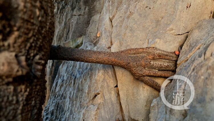 香格里拉3000多年菩提树 树腰上长出的一只"佛手"