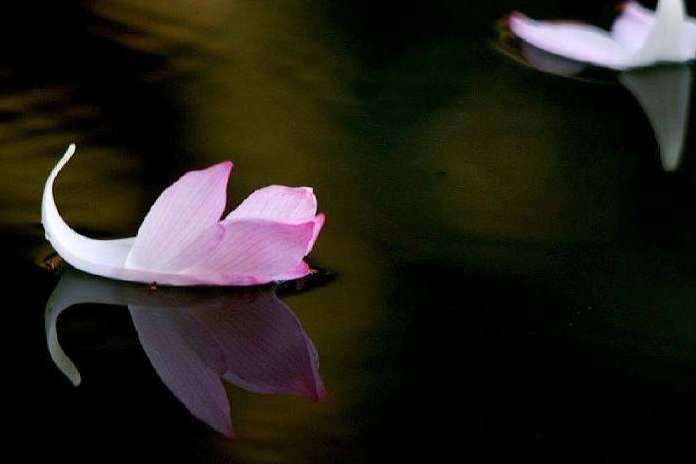 从赵丽颖官宣、杨幂离婚事件,就能看出两大花