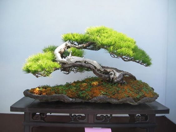 盆景欣赏:苍松翠柏,漫道无华争俏丽,长青更胜一时芳