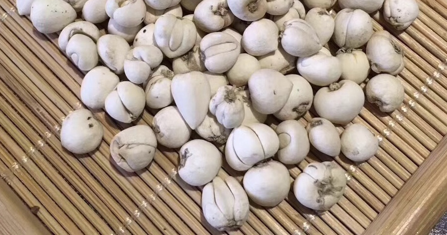 川贝是什么东西 baijiahao.baidu.com