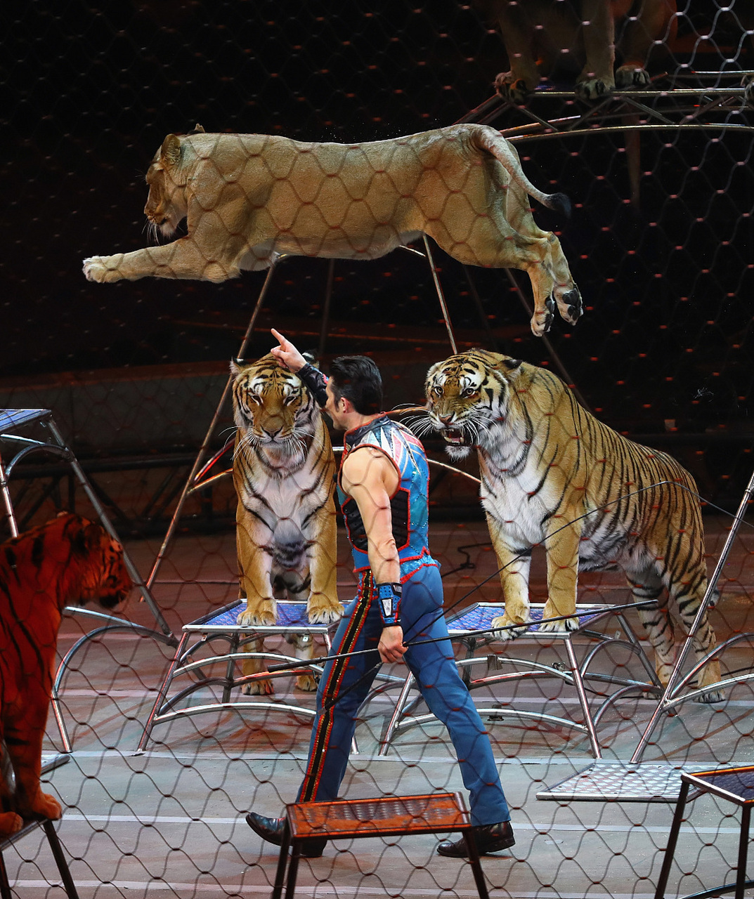 9月22日,黑龙江一家马戏团上演了一幕惊险事件,两只狮子在表演过持行
