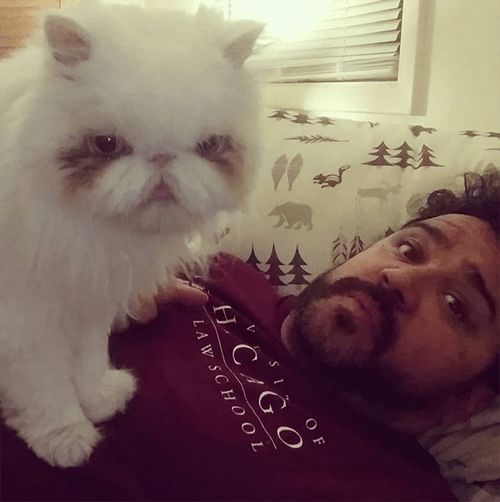 无人照顾的波斯猫,身上居然长5斤毛,剃掉毛后