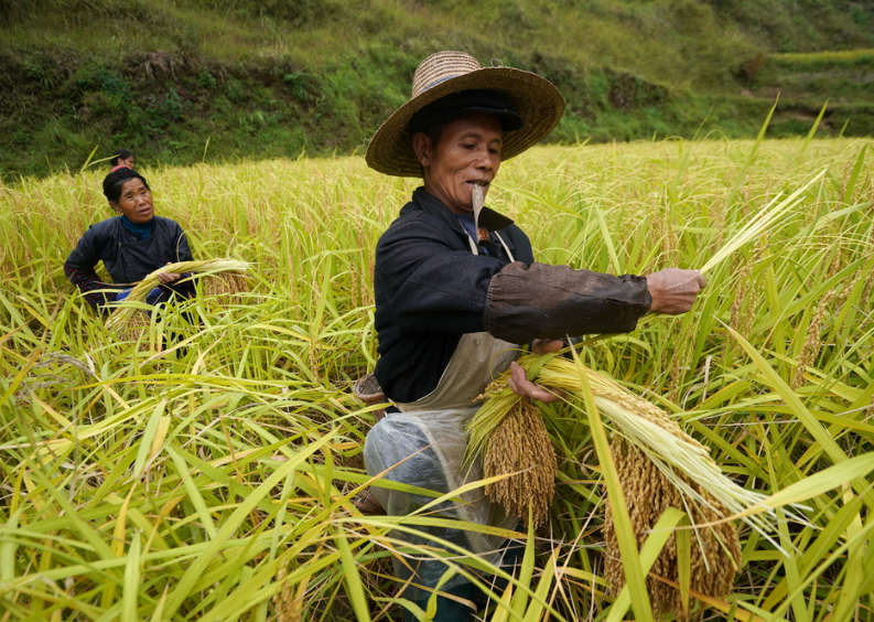 旅游:又到摘禾季节,看丰收农民怎吃稻田鱼