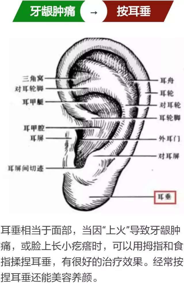 肾在耳朵上的位置图图片