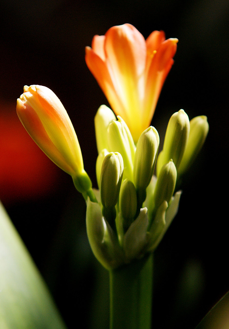 君子兰别名剑叶石蒜,大叶石蒜,多年生草本植物,忌强光,为半阴性植物