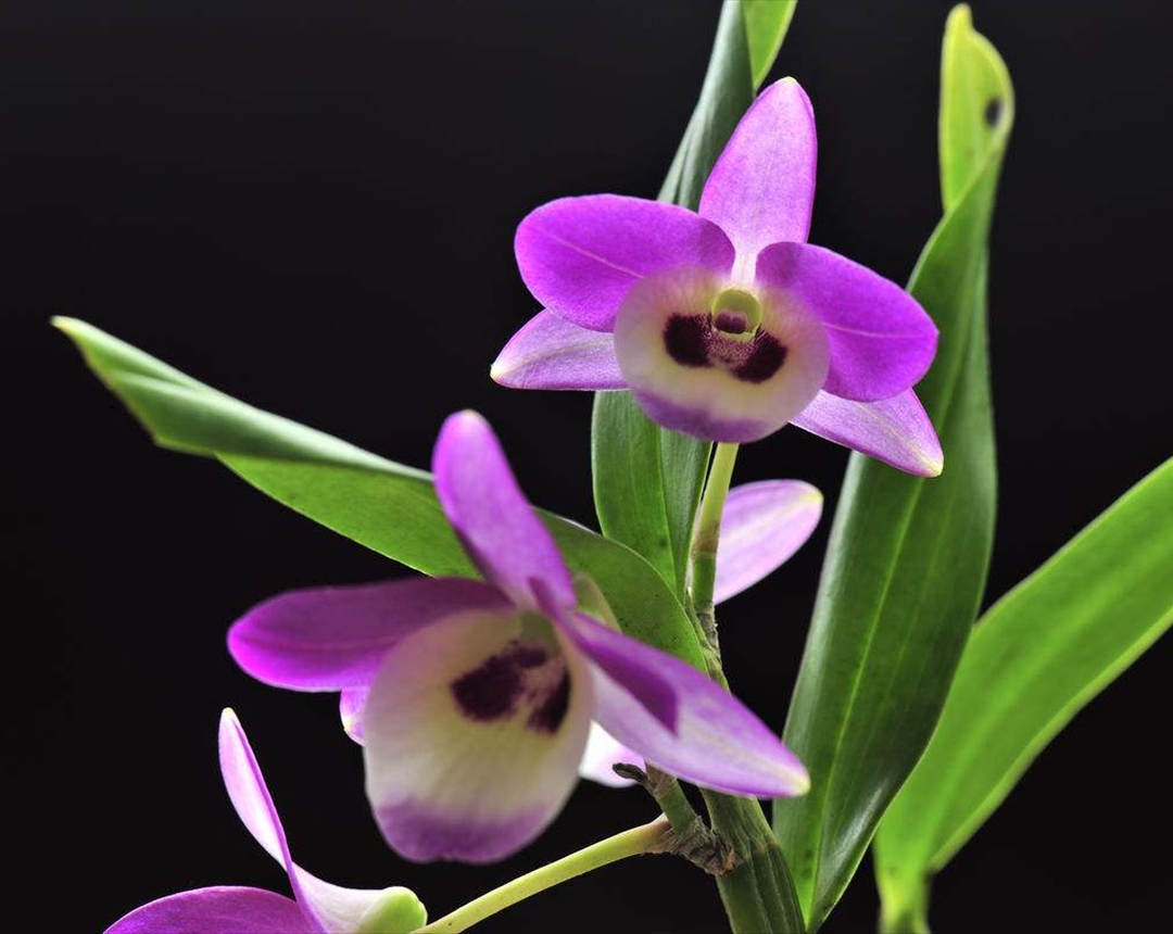 充满朝气的石斛兰应该如何养殖?记住这几点开出更饱满的花