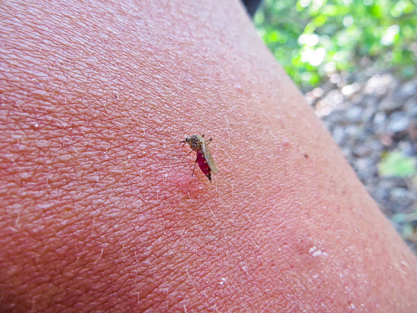 隐翅虫是一种常见的室内害虫,尤其在夏季高温潮湿的时候更容易出现.