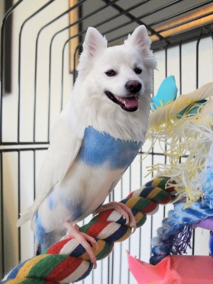 大神又來了 這次是狗鸟合一好神奇