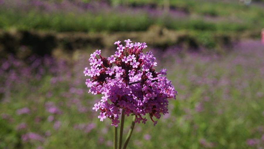 这花长得像薰衣草,却比它更好活,满盆紫色一眼就喜欢上!