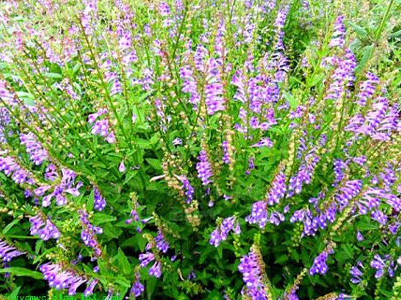 大力草 - 2020年最新商品信息聚合专区 - 百度爱采购