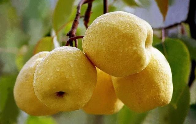 蒲城酥梨19.9元包邮!吃上贡梨一口,更胜蟠桃会一游