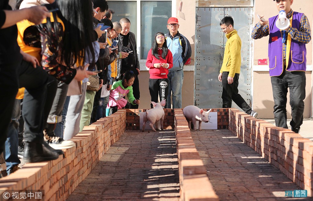 辽宁朝阳举行小猪赛跑比赛 小猪们在跑道"你追我赶"