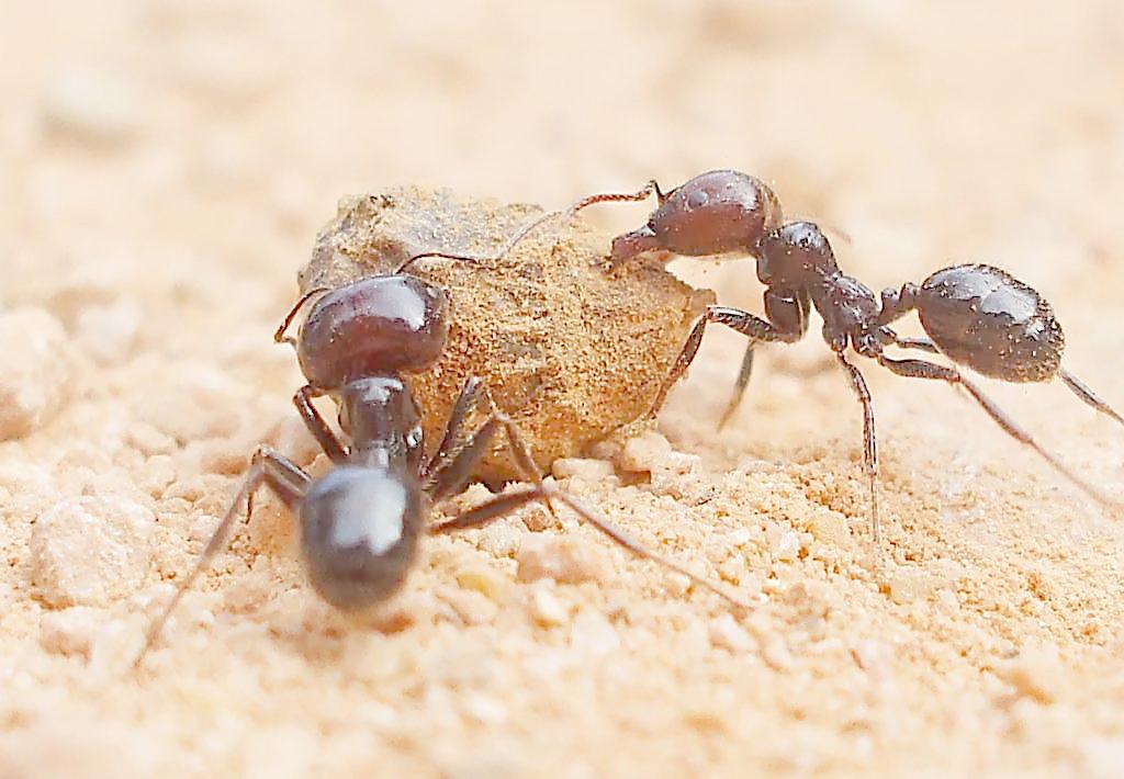 蚂蚁一直劳动会累吗,它们都是什么时候睡觉的?可算知道了