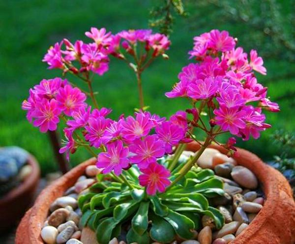 一种外国的微型花,名叫露微花,开花漂亮花色多,怎么看都喜欢