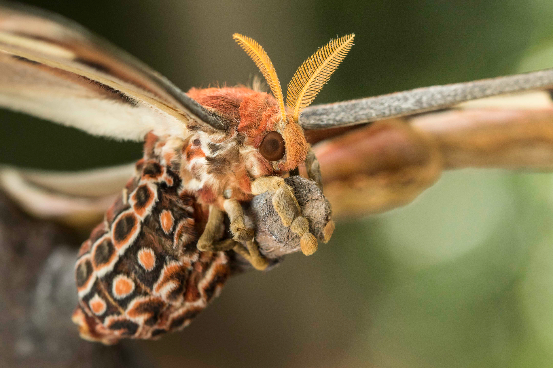 阿特拉斯蛾寿命非常短,而且没有嘴,东南亚特有的飞蛾