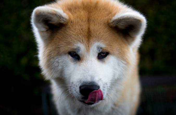 秋田犬眼睛护理,先准备狗狗专用眼药水,2%硼酸,干净的棉球,棉签,干净