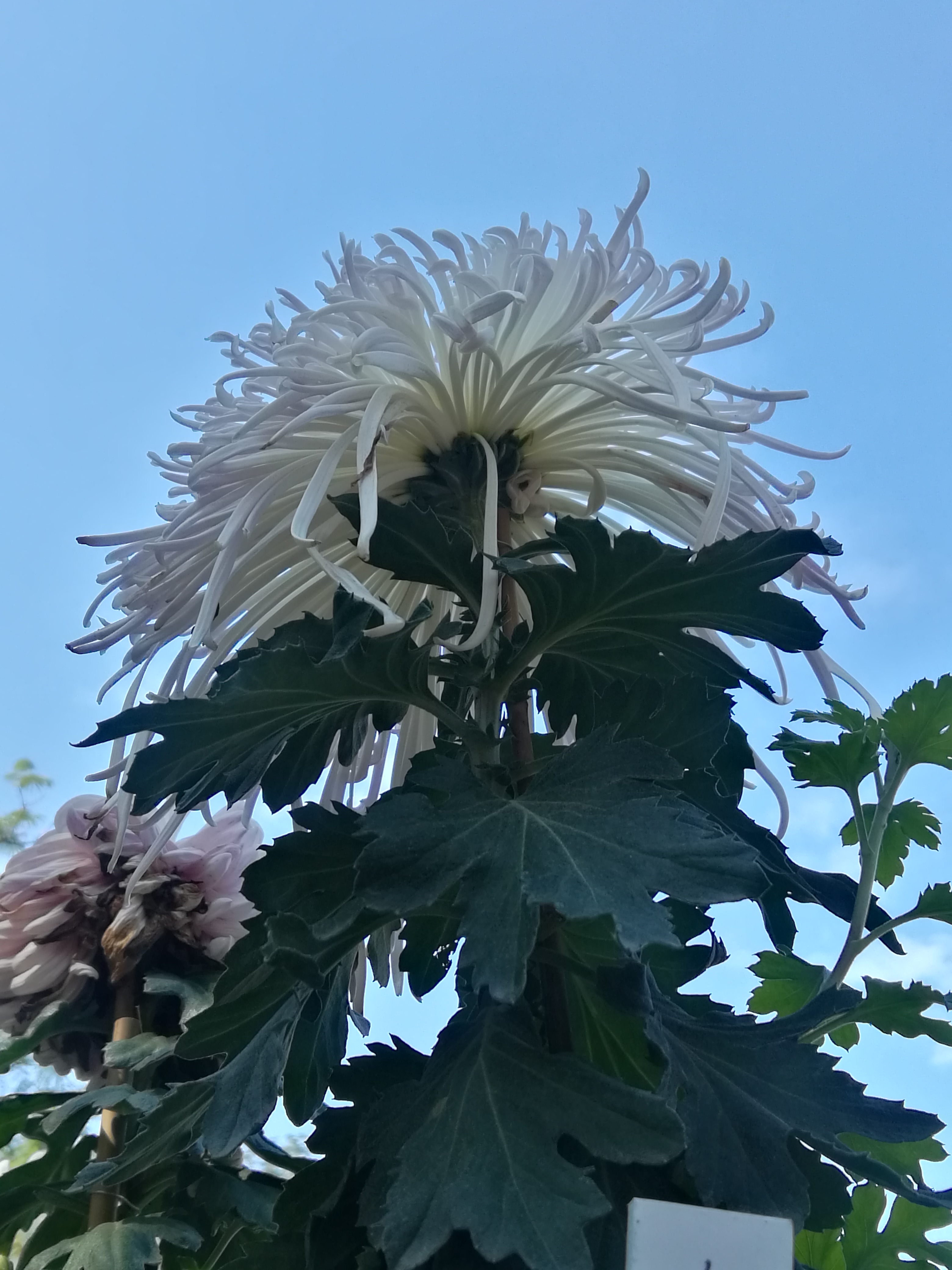 深圳东湖公园菊花展:富贵菊花语:富贵荣华,繁茂兴盛