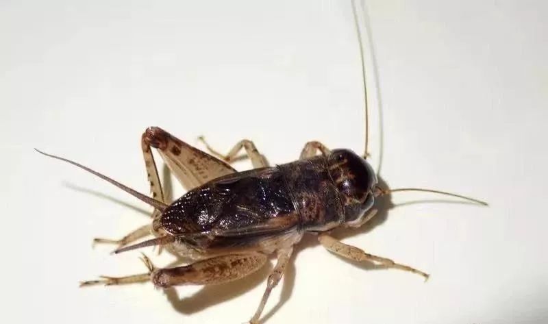 红砂- 热门商品专区