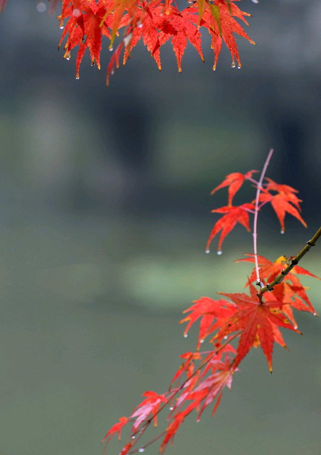 秋雨,秋雨,你总是让人伤感