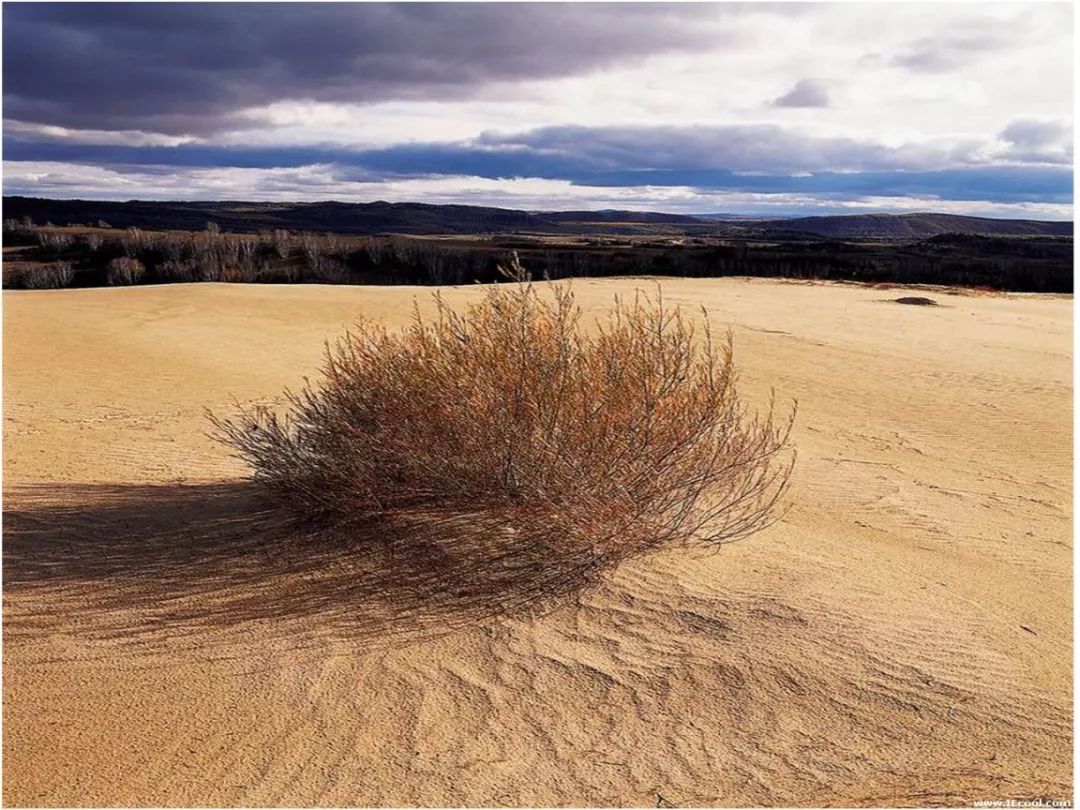 nasa说地球更绿了,主要归功于这两个国家