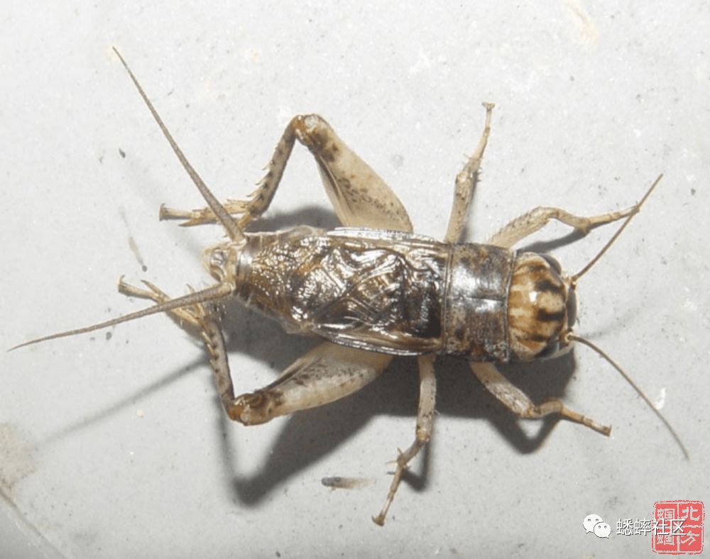 十八张蟋蟀异虫解说