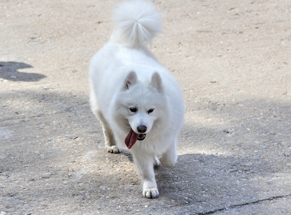 当我们离开狗狗时,它们自己在家里会想什么?真相让人感动