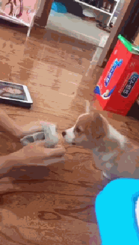 狗子来,吃我袜子