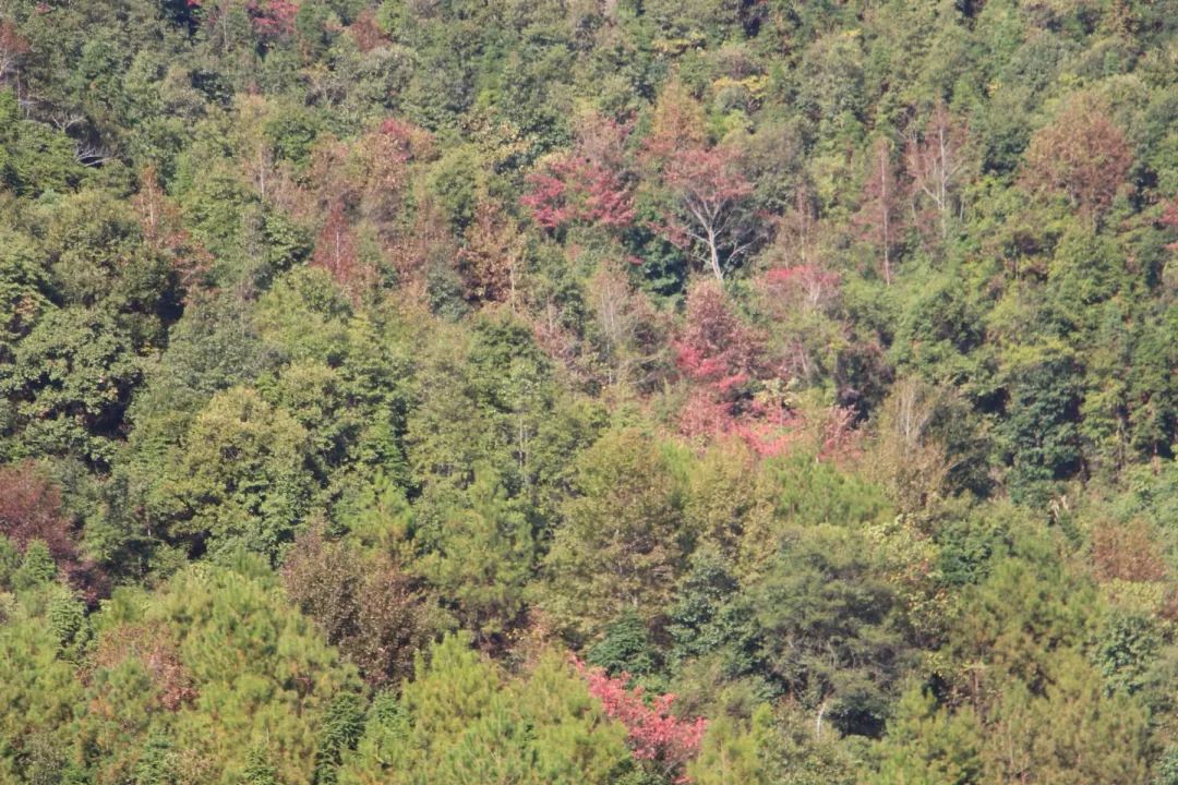 紅楓與丹霞齊美——南雄蒼石寨與蒼石水庫之絕色風姿