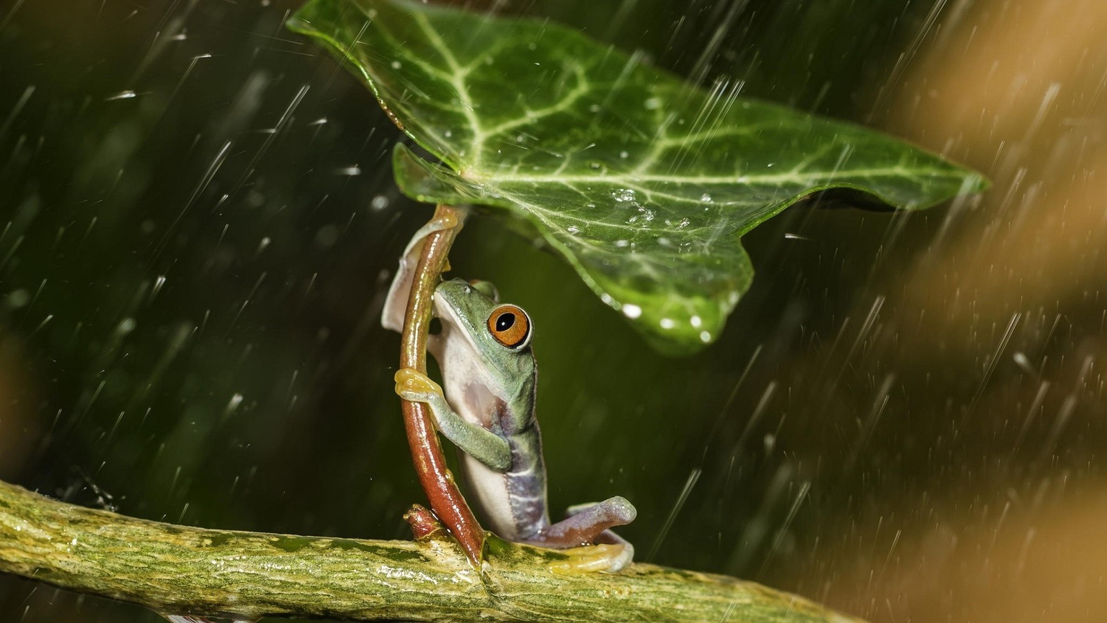 情感隨筆:聽聽那雨