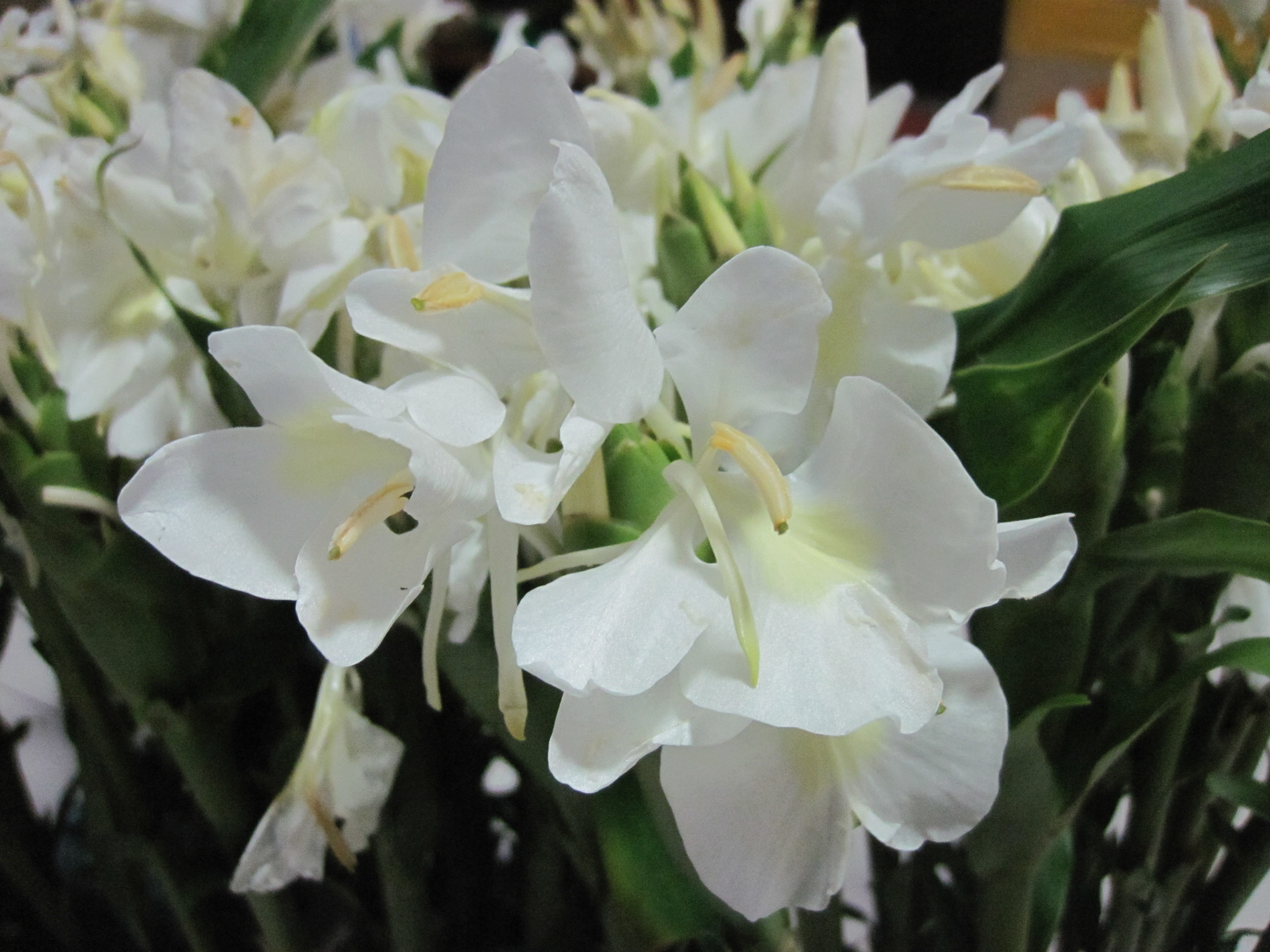 以花养生,以花疗疾,以花驻颜——姜花