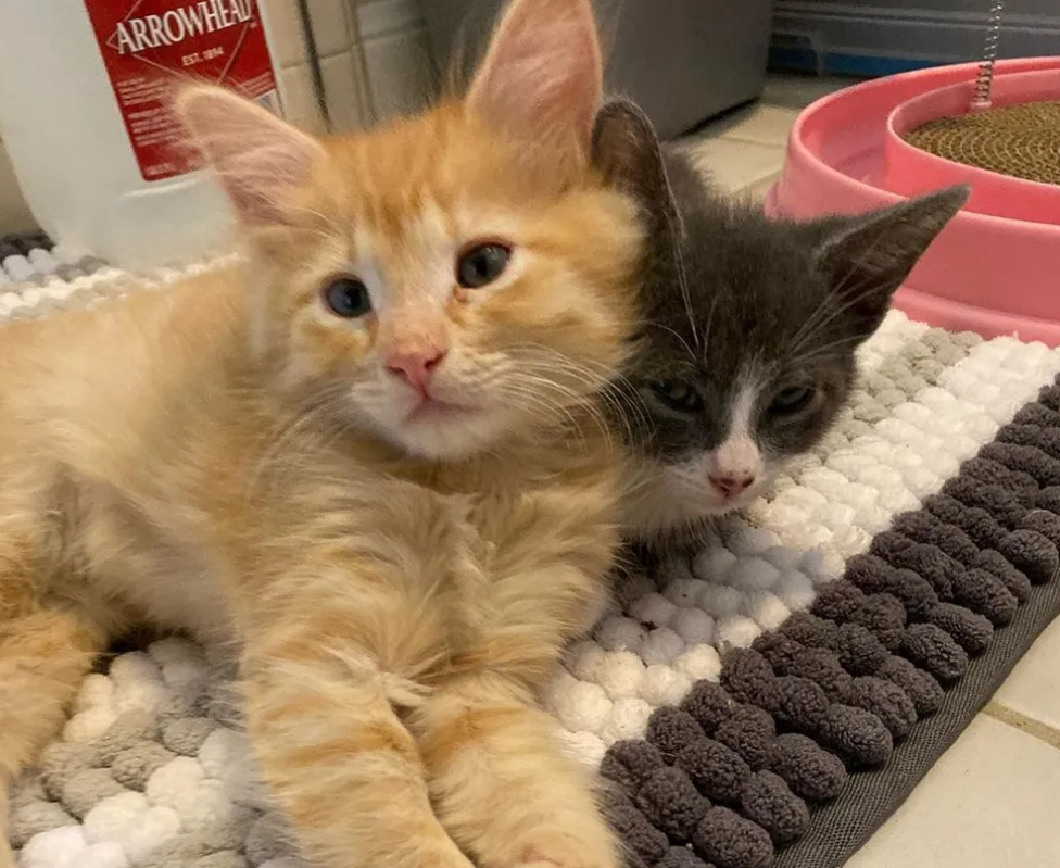 家中蓝猫生气,懂事的橘猫上前安慰,橘猫:猫哥,算了算了别气