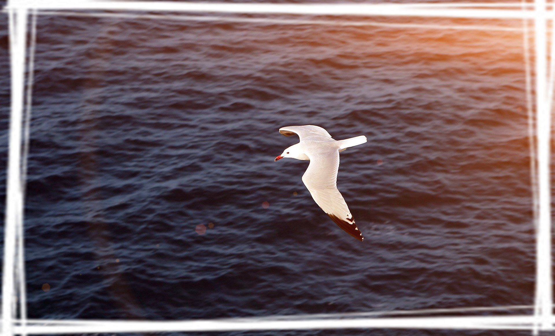 飞鸟电脑桌面壁纸安利