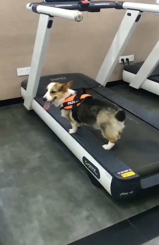 狗狗去健身,同样是狗为何区别这么大?网友:狗:我只想瘦一条腿