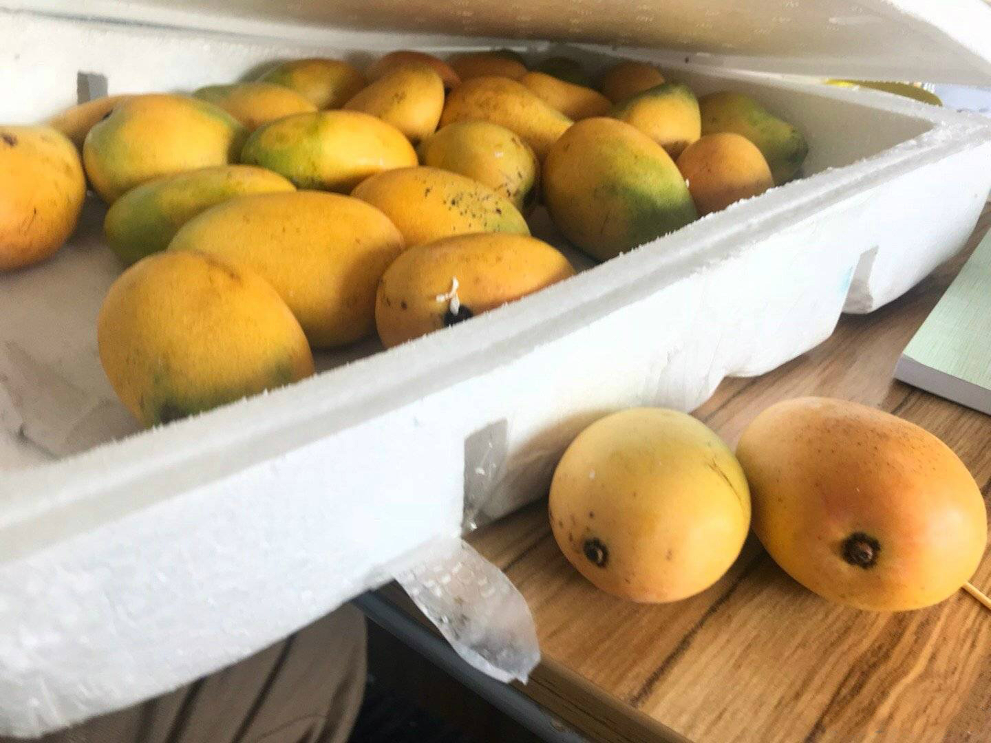 1000斤芒果都是当天早上新鲜采摘,同学们帮忙一起打包,赶在16点前把