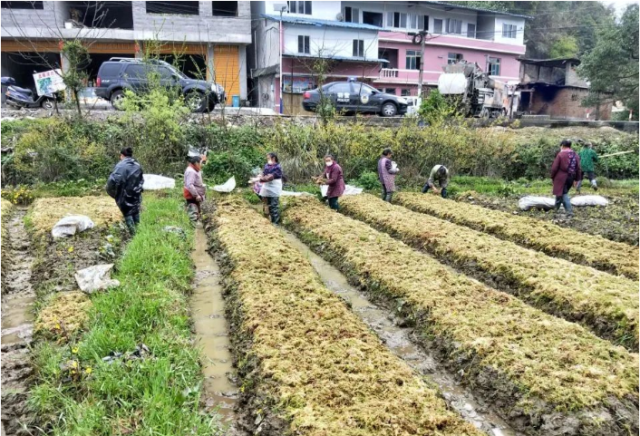 花草 热门商品专区