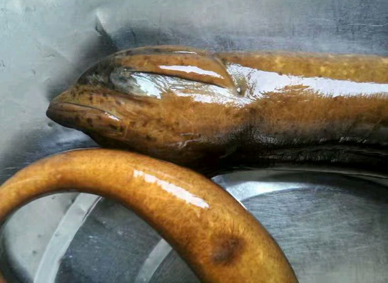 老李发现稻田水坑冒泡,没想到竟然抓获"鳝鱼王"!网友:老道