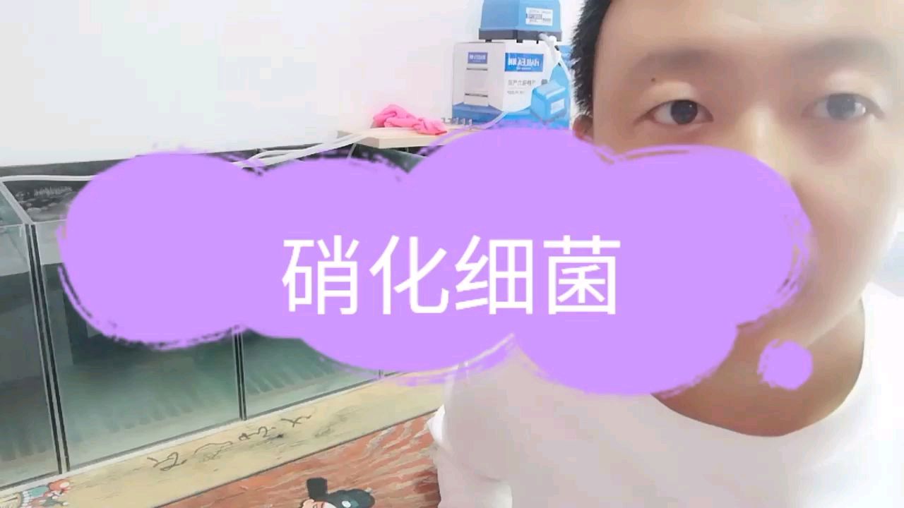 培养硝化细菌,走出养水第一步