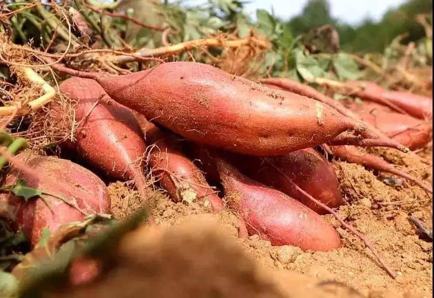 为红安投票!红安苕能否入选"湖北十大乡村产业",就靠你!