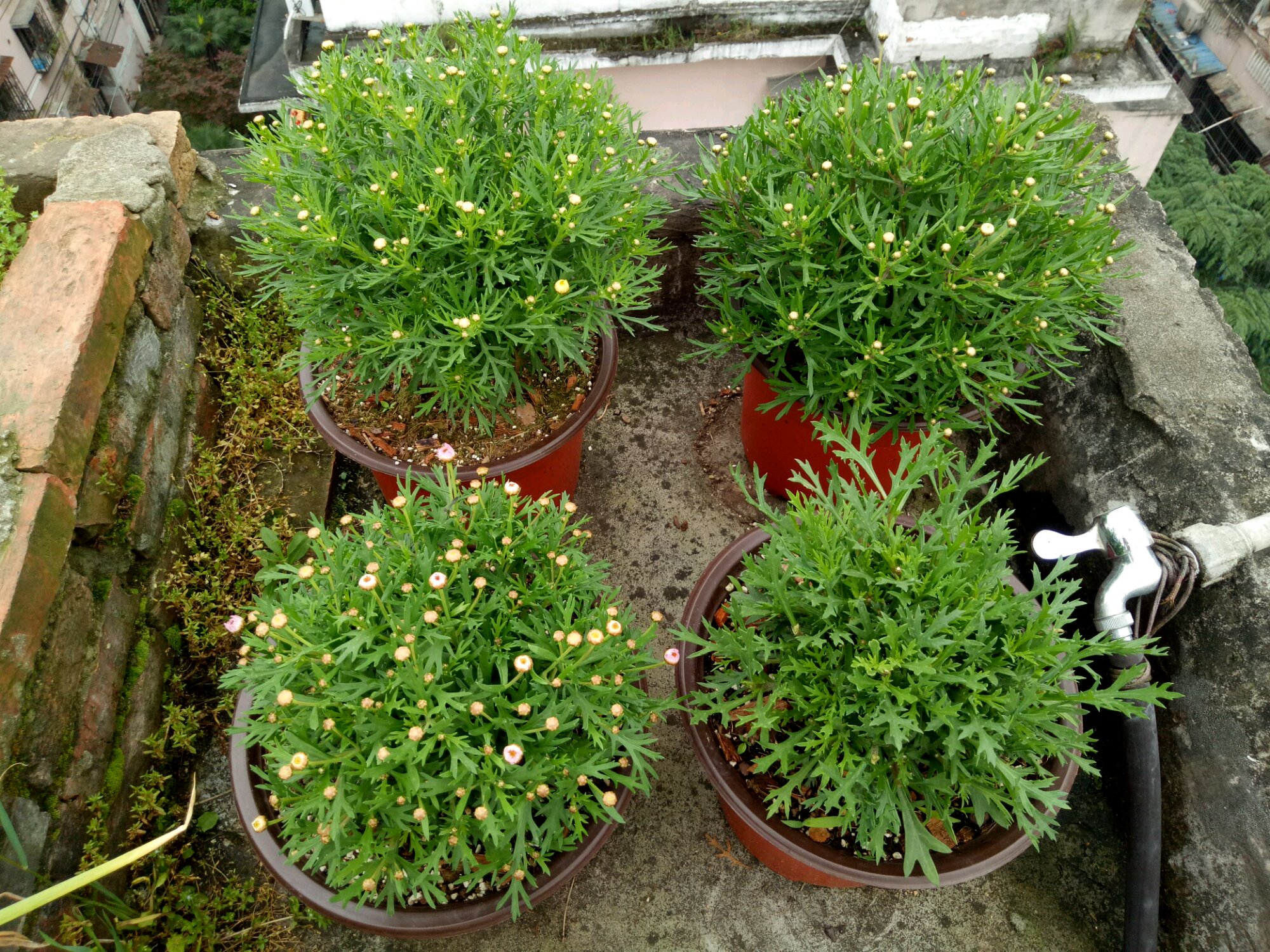 盆栽玛格丽特如何养爆盆?教你几招,轻松开爆盆,四季开花不断!