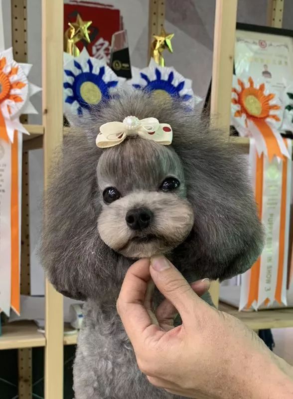 宠物美容,贵妃头