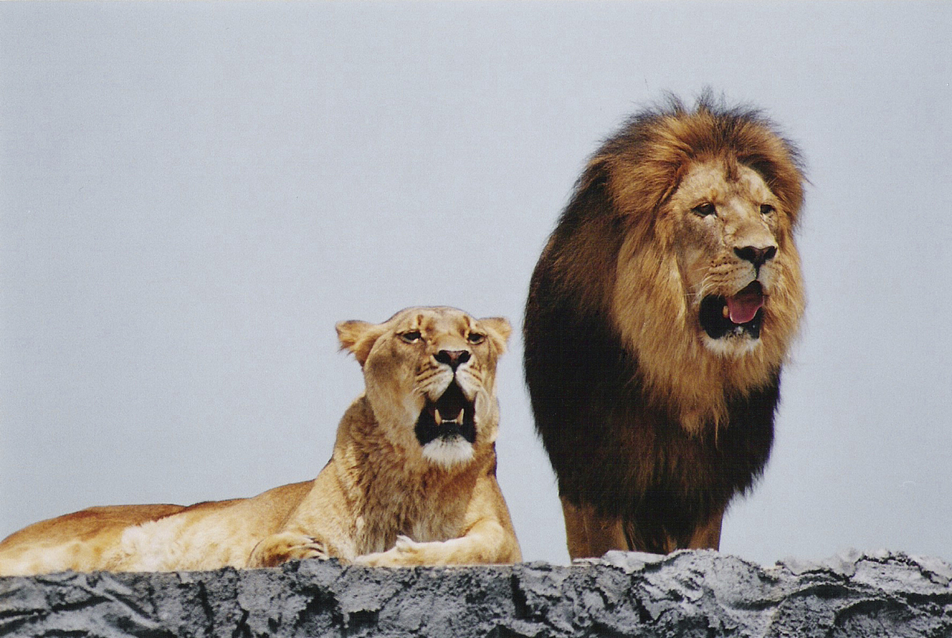 狮子是非洲大陆的霸主,其辨别雌雄的秘密既在于外形特征如鬃毛,身体