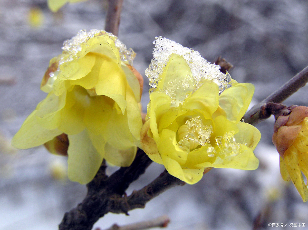 金牛奋起辞银鼠 岁月轮回又聚首
