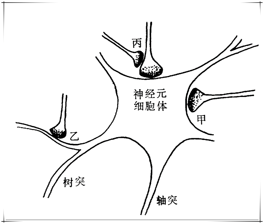 突触结构图简图图片