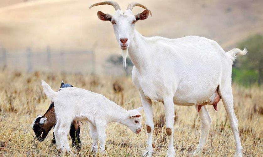"山羊肉"比"绵羊肉"好吃?宰羊师傅告诉我区别,长见识!