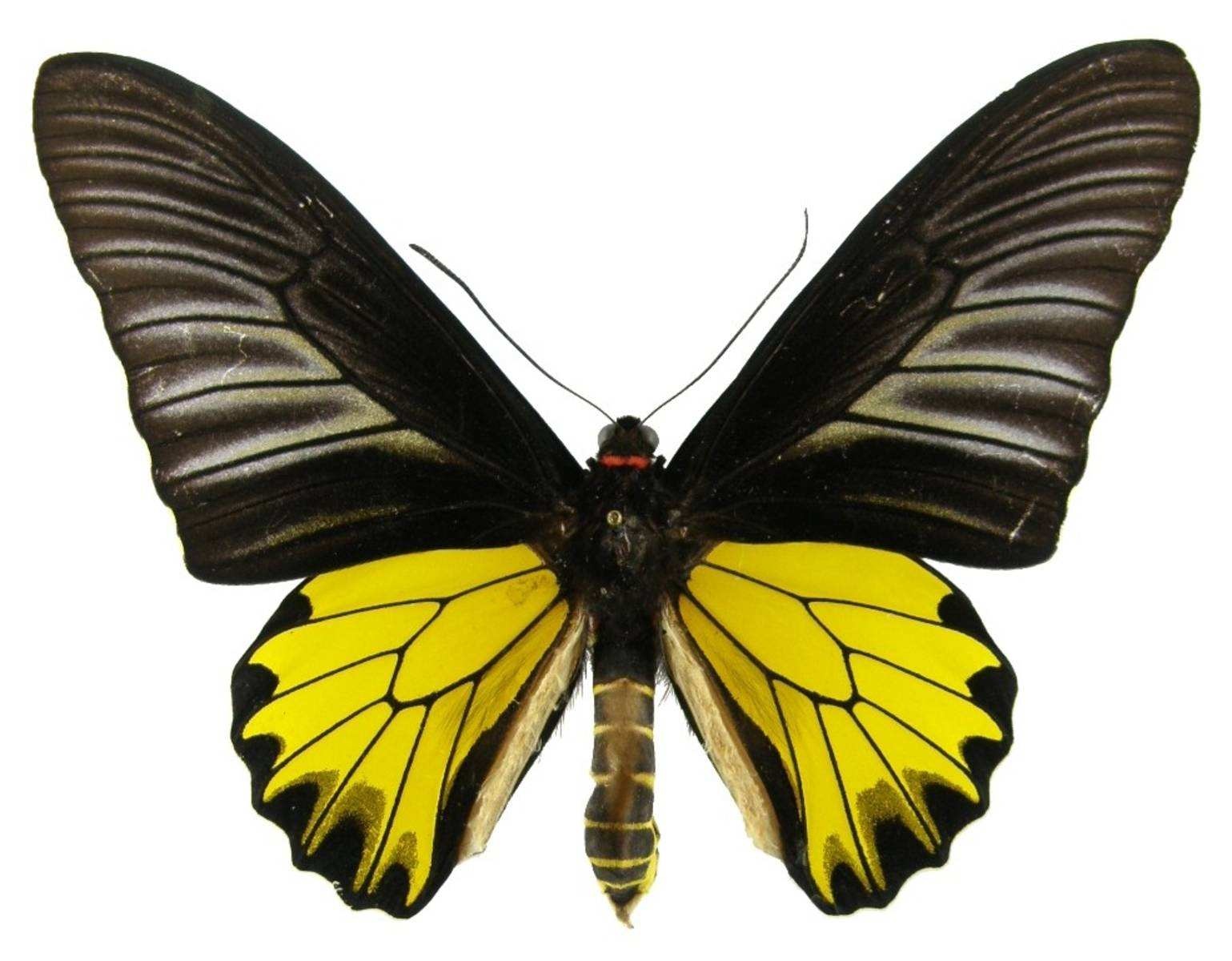 动物小百科:关于珠光凤蝶你不得不知道的知识!