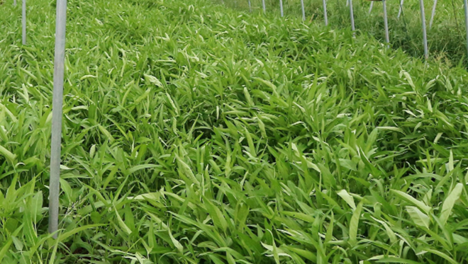 大棚 空心菜 - 2020年最新商品信息聚合专区 - 百度爱采购