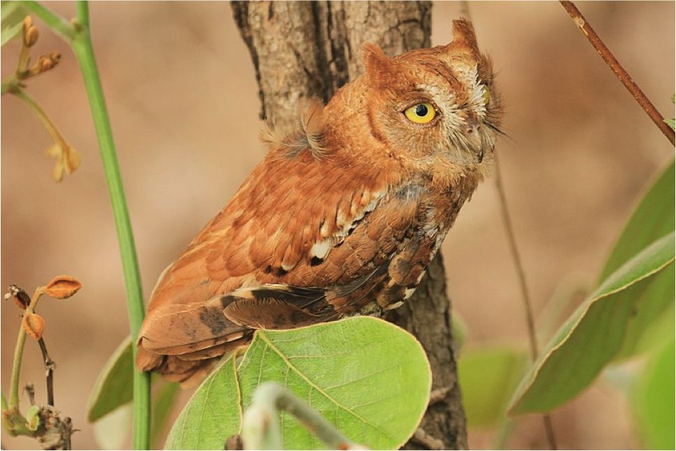 自然好声音| 红角鸮:个头娇小的猫头鹰