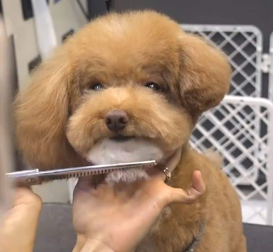 夏天给狗狗剪毛要了解三点,不同犬种有差异,雪橇犬需谨慎修剪!